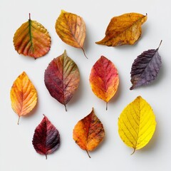 Fototapeta premium Colorful autumn leaves arranged beautifully. The leaves display a variety of warm tones