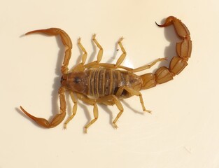 Close-up a Palestinian yellow scorpion (Leiurus quinquestriatus), also known as the Deathstalker, isolated on a white background. Ideal for educational, scientific and wildlife documentation purposes.