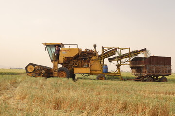 In Aleppo, Syria. 08082025. Farmers harvest freekeh—green wheat roasted over fire—using using a...
