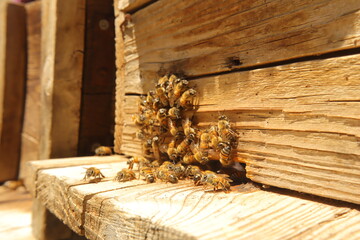 Close-up of honey bees buzzing at the hive entrance, flying in and out in constant motion. A vibrant and natural scene, ideal for documentaries, educational content, and ambient nature footage.