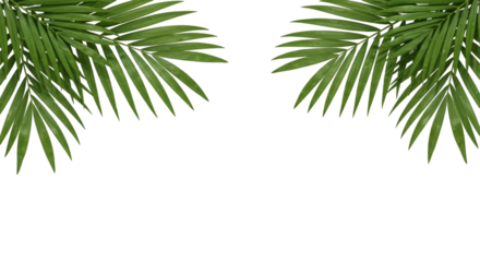 Tropical Palm Fronds