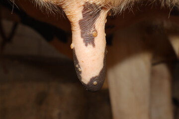 Close-up video showing cow udder with pox lesions, a key symptom of bovine pox. Useful for veterinary education, scientific research, and training in livestock disease diagnosis.