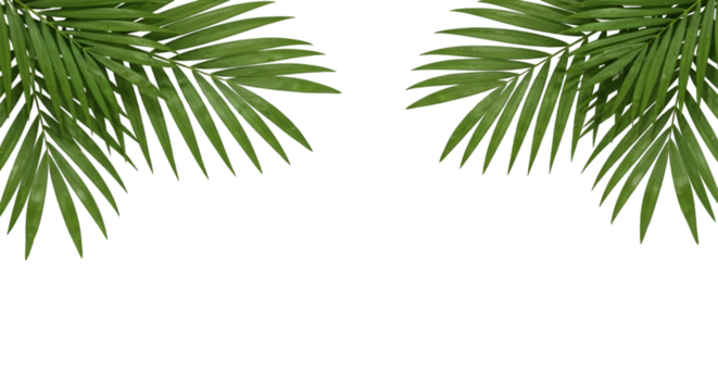 Tropical Palm Fronds