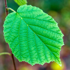 A close-up macro photograph of a vibrant green leaf with detailed veins and natural texture, symbolizing freshness, growth, and the beauty of nature.