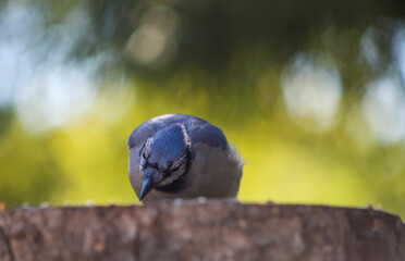 Focused Blue Jay observing from a tree stump in soft sunlight