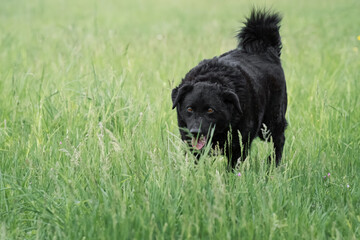 Fototapeta premium Big black mixed breed dog with a big bushy tail on the meadow during photographing in purpose of adoption