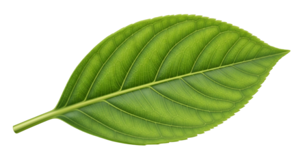Bright green leaf with prominent central vein on clean white background