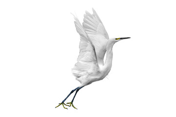 Snowy Egret (Egretta thula) Photo, Taking Off With Outstretched Wings and Claws, Over a Transparent Isolated PNG Background
