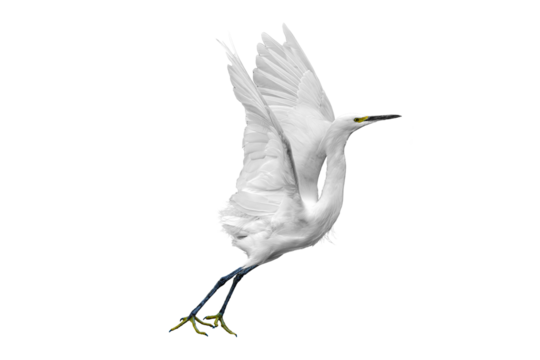 Snowy Egret (Egretta thula) Photo, Taking Off With Outstretched Wings and Claws, Over a Transparent Isolated PNG Background
