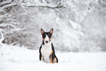 cute tricolor english bull terrier dog sitting in the snow outdoors