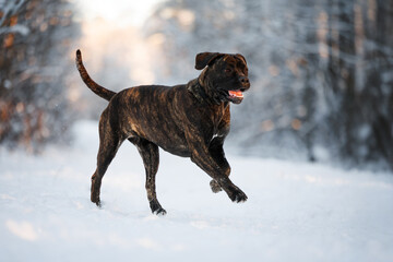 happy brindle cane corso dog running in winter forest