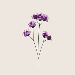 Fototapeta premium Cluster of purple Verbena blossoms on slender stems — soft modern botanical vector illustration