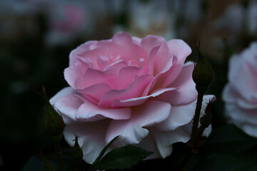 Gradient rose growing in its natural environment, petals fading smoothly from a pink center to white edges. Macro shot with soft natural light and shallow depth of field.