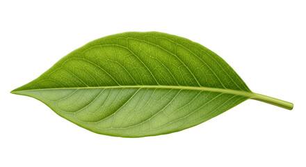 Obraz premium “Verdant Whisper: A Fresh Leaf” “Emerald Slice: Simple Leaf Beauty” “Green Iris: Leaf in Soft Light” “Natural Veins: Leaf on White”