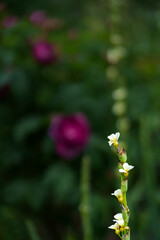 White vervain (Verbena officinalis) flower in focus on the foreground. Delicate wild herb captured in soft natural light.