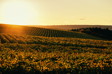 winery horizon with glowing sun, evening glow over grapefields illuminating leaves and soil warmly