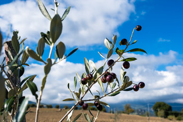 Olivi, Olive, Abruzzo, Montagne, Penne, Balle Fieno, tricolore, campi, arati,  paglia, Italy, Europe