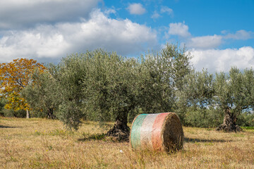 Olivi, Olive, Abruzzo, Montagne, Penne, Balle Fieno, tricolore, campi, arati,  paglia, Italy, Europe