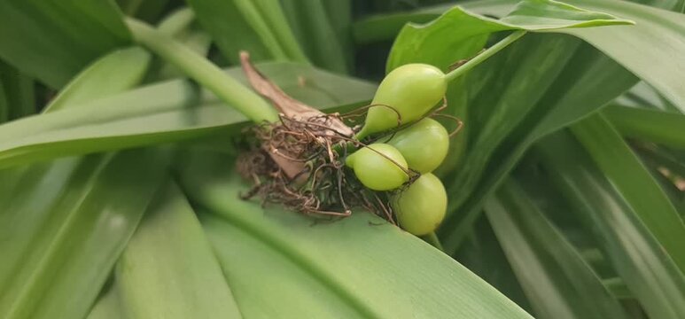 Close-up of Bakul (Spanish Cherry) fruits amidst green foliage in a tropical setting
