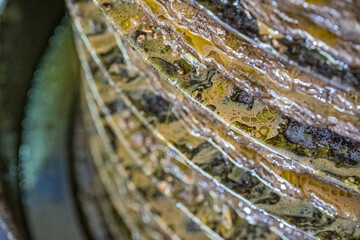 Frantoio, olive, spremitura, olio, penne, abruzzo, Italy, Europe