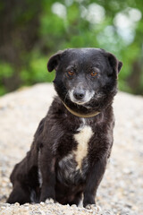 Beautiful old black dog is sitting on top of a pile of sand while being photographed for adoption purposes