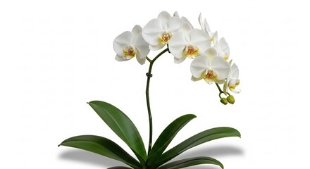Fototapeta premium Elegant White Orchid Plant on White Background Studio Shot Isolated.