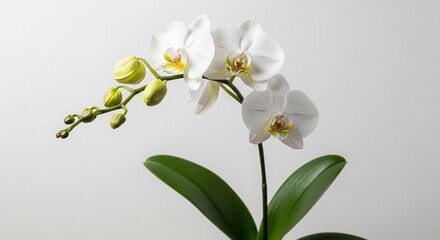 Fototapeta premium Elegant White Orchid Blossom with Buds Green Leaves on White Background.