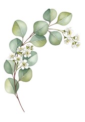 Obraz premium Eucalyptus branch with green leaves and white flowers in detail 