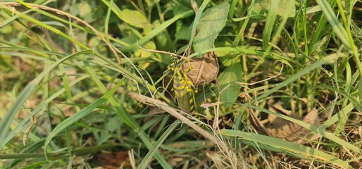  Painted Grasshopper Camouflaged in Green Foliage