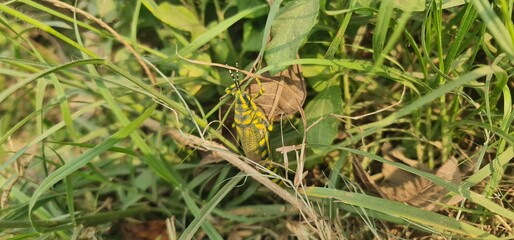  Painted Grasshopper Camouflaged in Green Foliage