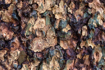 Close-up Scots pine bark texture.