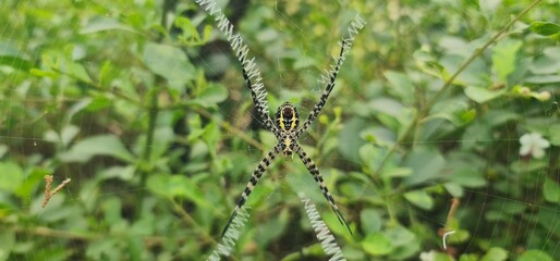 Majestic Garden Orb-Weaver (Argiope) with Yellow and Black Markings on an Elegant Web
