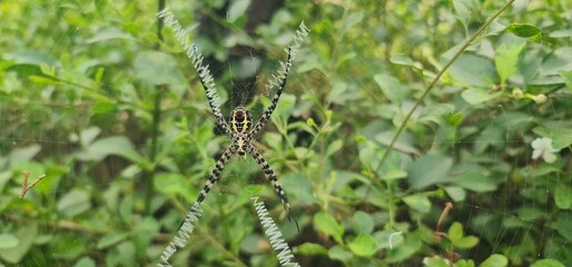 Detailed View of a Garden Signature Spider Suspended Gracefully in Its Circular Web
