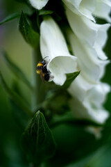 A bumblebee collecting nectar from a white foxglove flower (Digitalis). Close-up view in natural daylight.