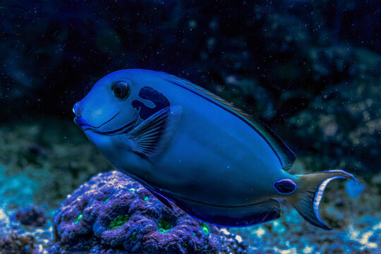 Acanthurus tennenti fish. Doubleband surgeonfish or lieutenant tang
