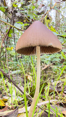 Wild mushroom growing on forest floor in autumn