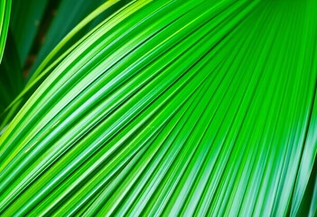 Fototapeta premium Close-up of vibrant green Chinese fan palm leaves, showcasing texture and detail, garden, flora
