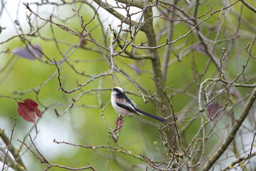 Long-tailed tit on a branch, view of long-tailed tit from behind, long-tailed tit on a bare tree, buds on branches, green background and scattered red leaves, Aegithalos caudatus
