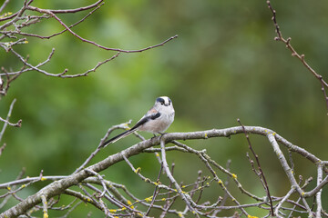 Long-tailed tit on a branch, curious long-tailed tit on leafless tree, buds on branches, front view of long-tailed tit, green background Aegithalos caudatus