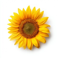 Fototapeta premium A vibrant sunflower in full bloom, showcasing its bright yellow petals and intricate details. It's a symbol of summer, warmth, and happiness