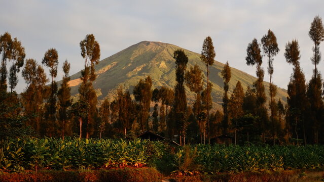 Tobacco plantation with the bright background of Mount Sumbing in the morning