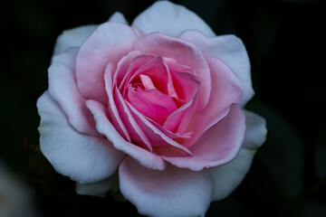 Gradient rose growing in its natural environment, petals fading smoothly from a pink center to white edges. Macro shot with soft natural light and shallow depth of field.