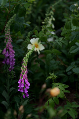 Fototapeta premium Close-up of vibrant purple foxglove flowers (Digitalis purpurea) in bloom attracting a bee in a natural setting. 