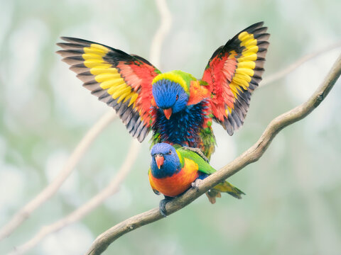 Close-up of Two rainbow lorikeets mating on a branch, Melbourne, Victoria, Australia