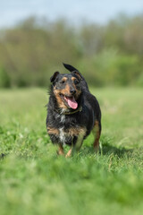 Beautiful mixed breed one eye dog sitting on the meadow during photographing in purpose of adoption