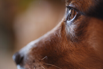 Zbliżenie na oko psa © Studio Migafka