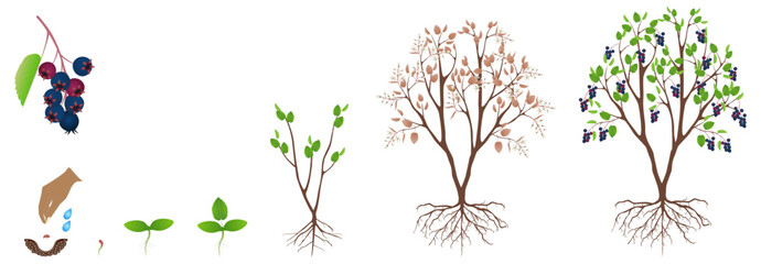 Cycle of growth of irga plant isolated on a white background..eps