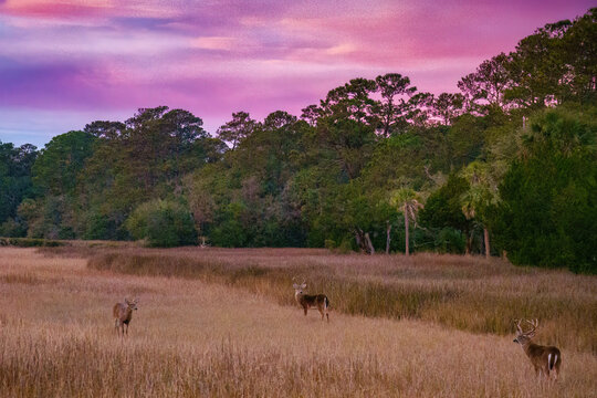 Bucks in the marsh, Seabrook Island
