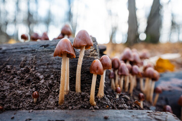 intricate detailed scene of slender mushroom stalks rising from moist leaf debris in nature