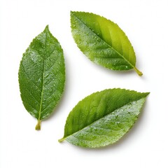 Fototapeta premium Three vibrant green leaves, each with water droplets, are arranged to showcase natural beauty and freshness. Their intricate veining is visible, adding depth and detail to the composition